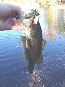 First fish from pond          
